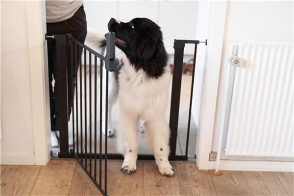 DogSpace Lassie Pet metal safety gate Black - Tiny Tots Baby Store 